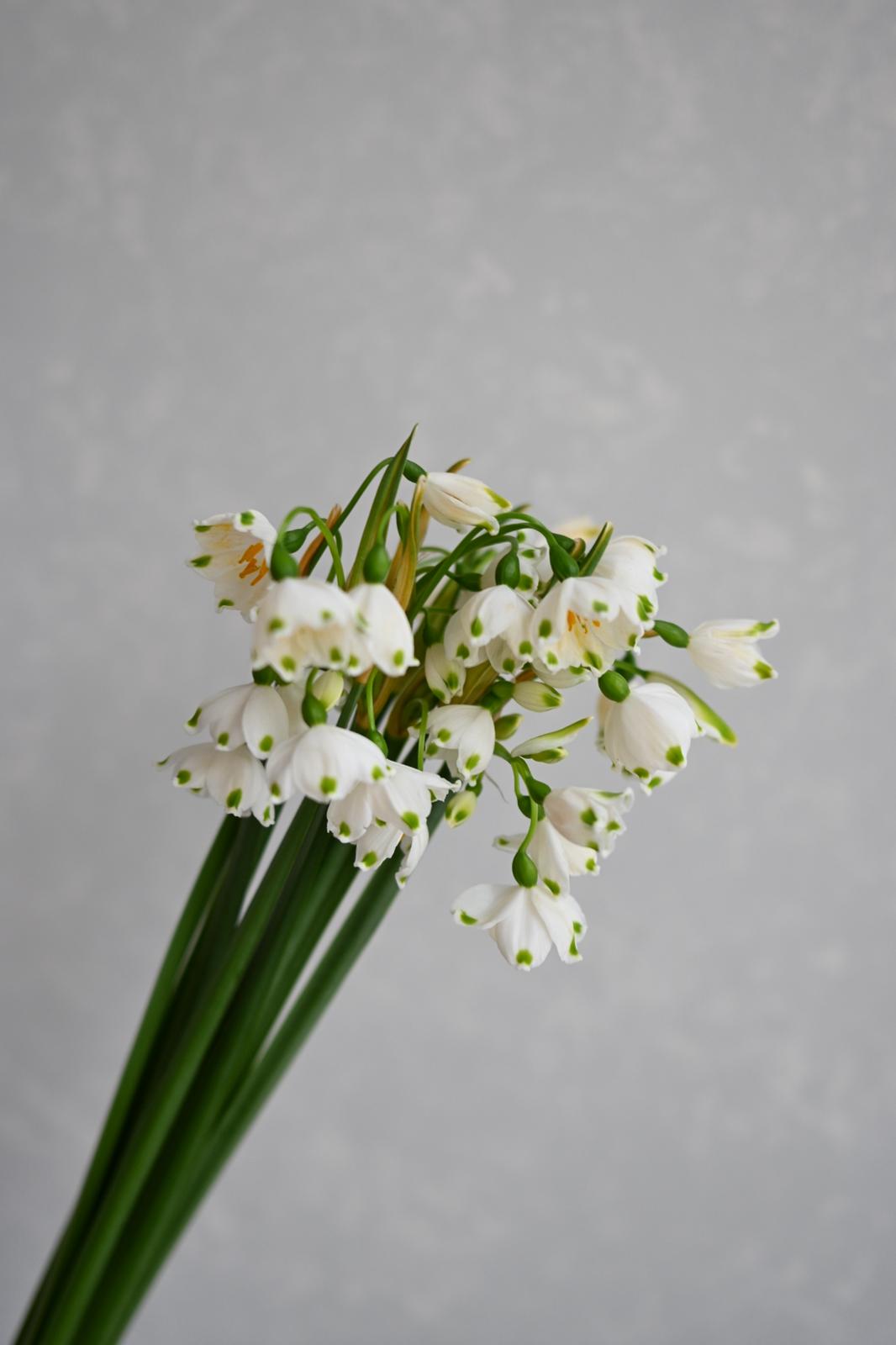 Narcissus tazetta Snowdrops