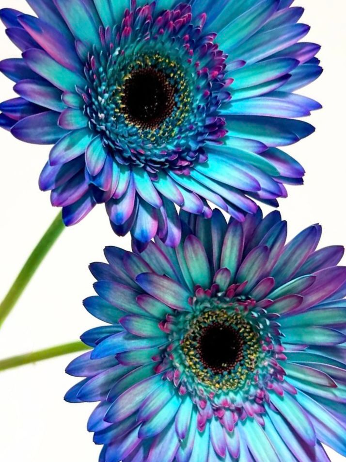 Gerbera Romantic Blue