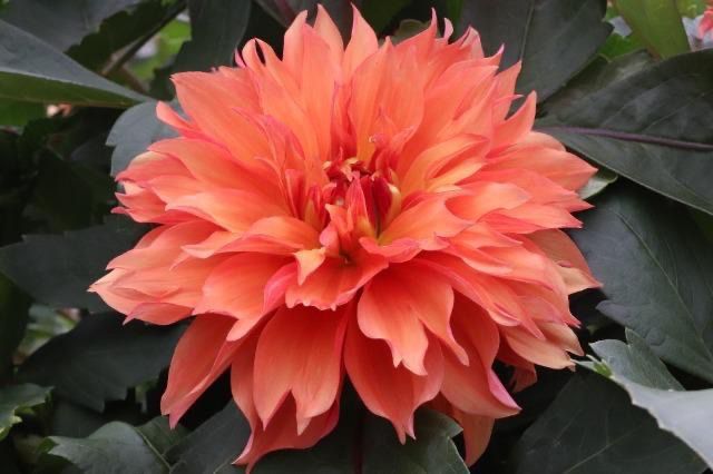Dahlia 奏 Kanade (60cm)