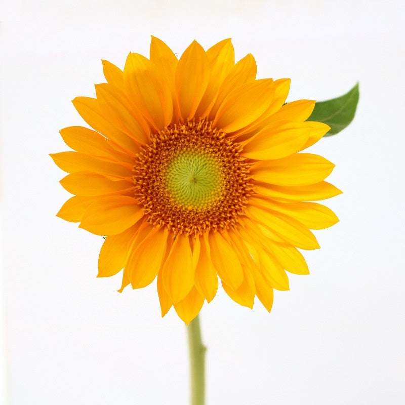 Helianthus Sun Rich Fresh Orange (2L)
