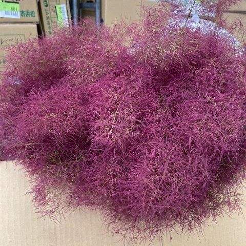 Cotinus Coggygria Ruby fur (100-120cm)