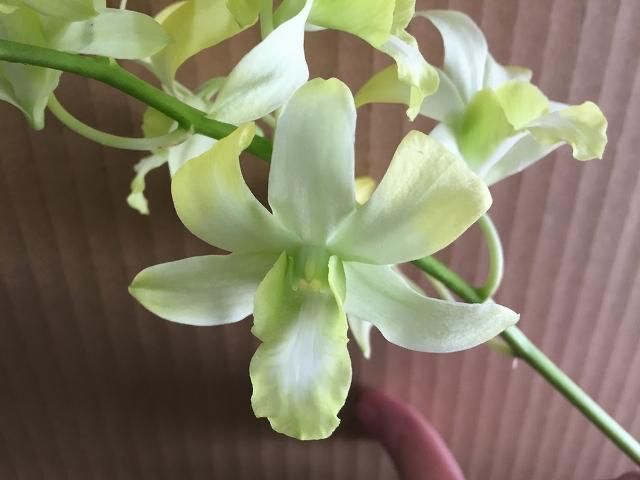 Dendrobium Pretty Misaki