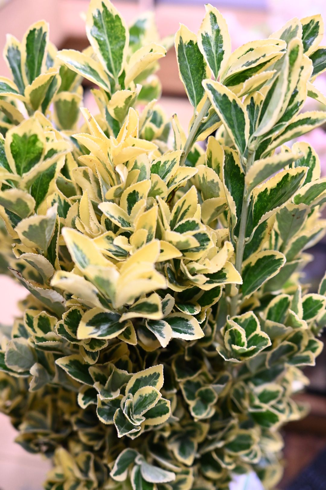 Euonymus Bekkoumasaki 别甲正木