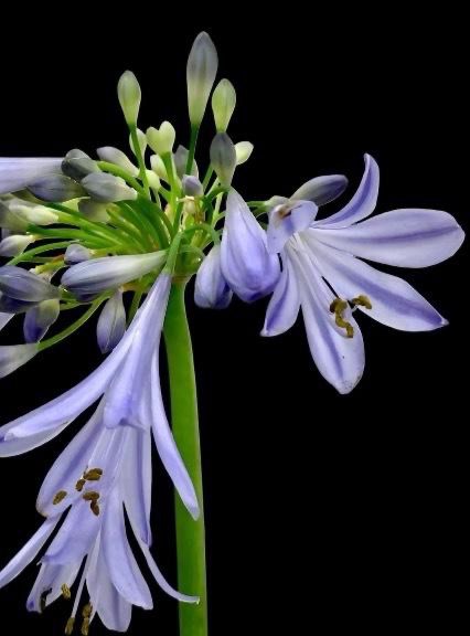 Agapanthus Super Blue (70-80cm)