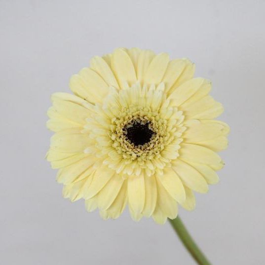 Gerbera Stewart