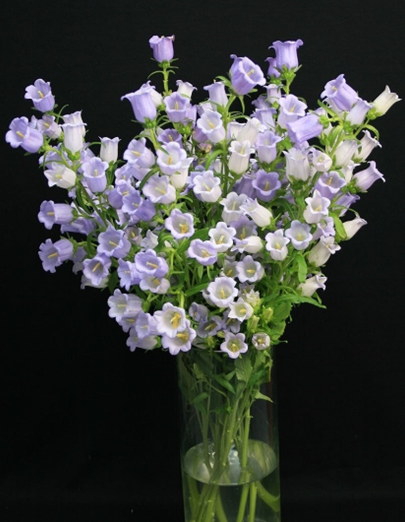 Campanula Sky Blue (優 70cm)