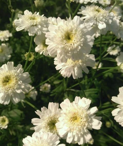 Tanacetum Double Latte