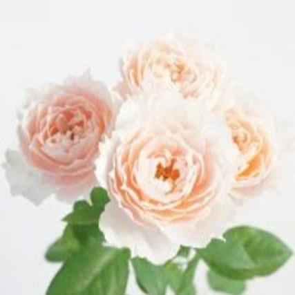 Chance Pom (50 cm)