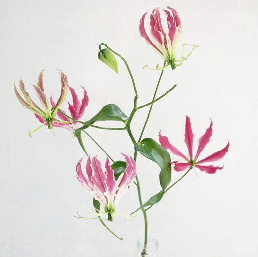 Gloriosa Pink