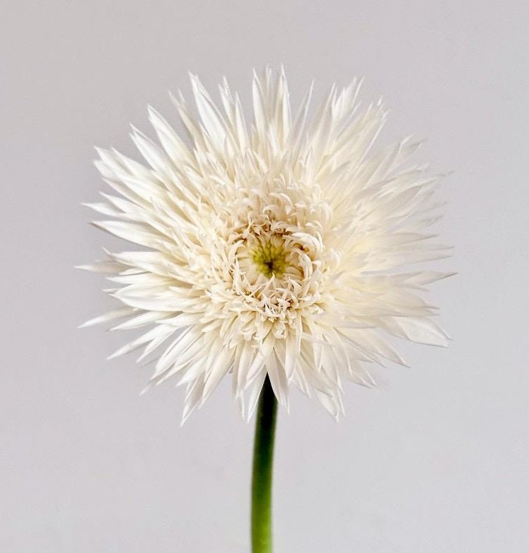 Gerbera Spider Sasameyuki