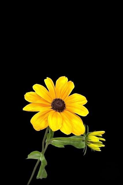Rudbeckia Cheney Gold