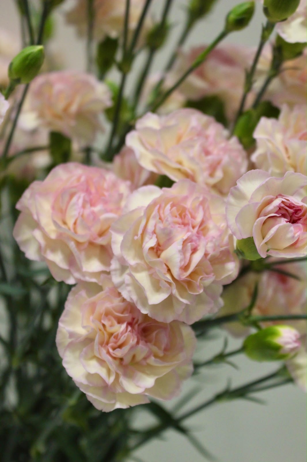 !! Anniversary Promo !! 受賞品種!! SP Carnation Terumi
