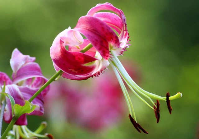 Lilium Black Beauty (60cm)