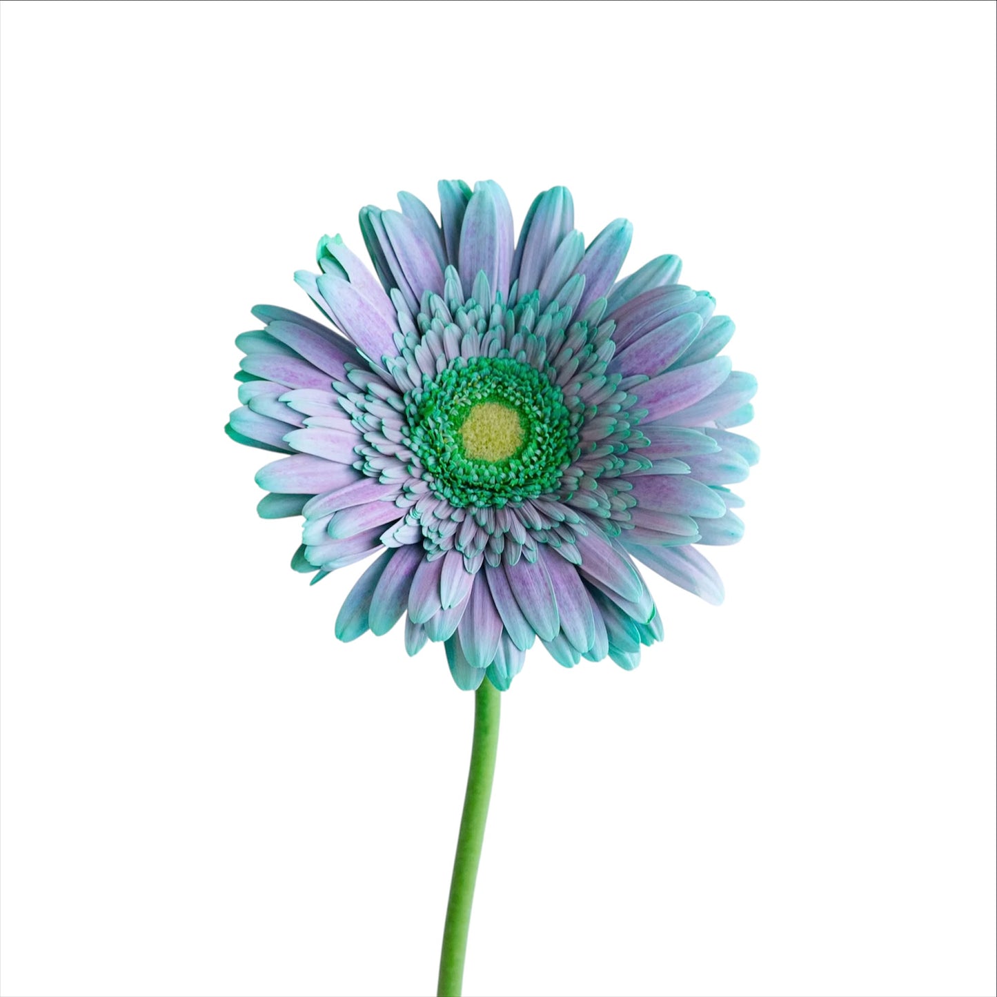 Gerbera Pink Mojito (2L)