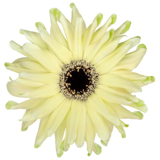 Gerbera Pasta Spritz (2L)