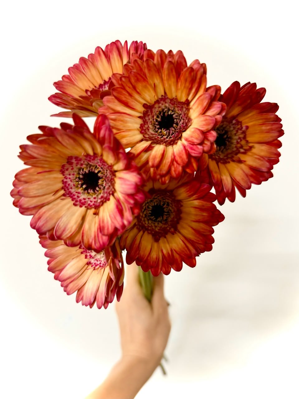 新入荷!! Gerbera Apple Tea