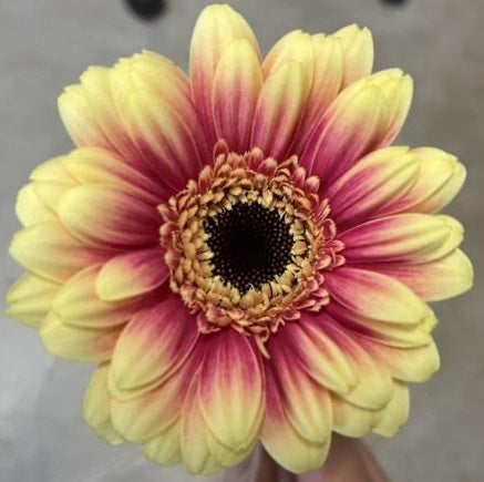 Gerbera Volcano (50cm)