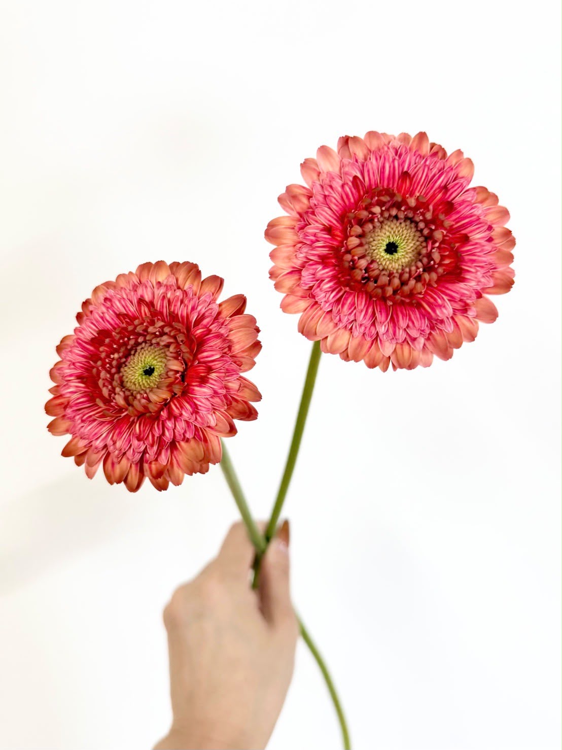 Gerbera Rヒップティー