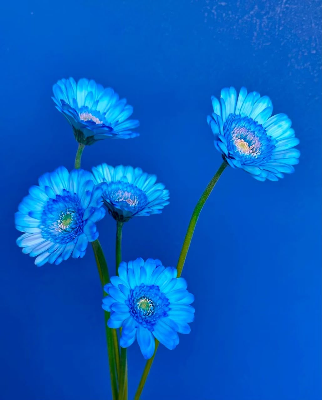 Gerbera Light Blue