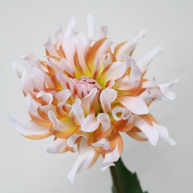 Dahlia Namahagemasaru (60cm)