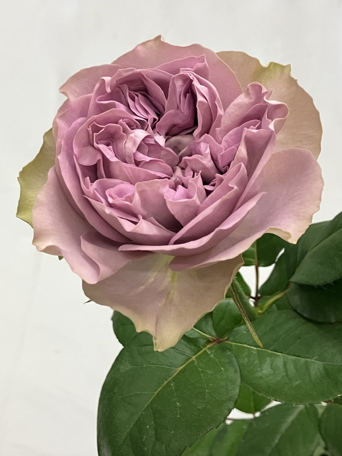 Villadia (70cm)