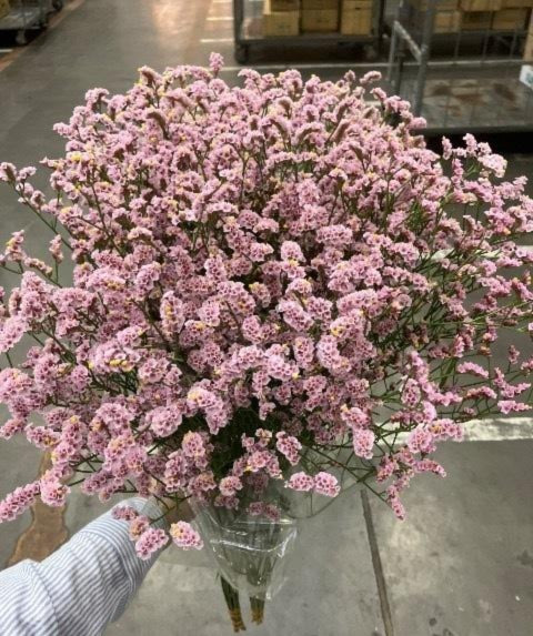 Statice (Limonium sinuatum) HB Bliss Fairy (80cm)