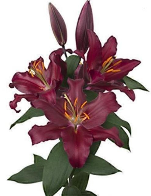 Lilium Bombastic (80cm 4F)