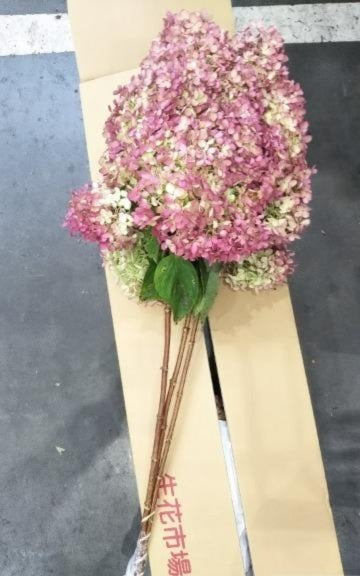 Hydrangea 秋色 Minazuki