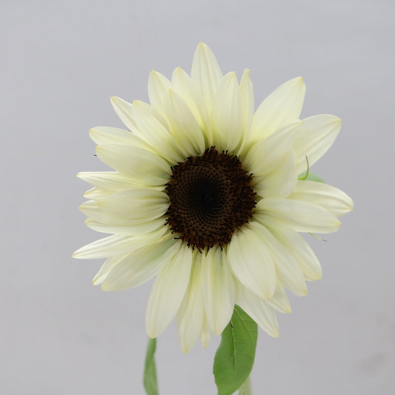 Helianthus Procut White Night