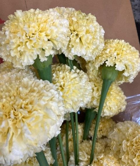 Marigold White Swan (秀 60cm)