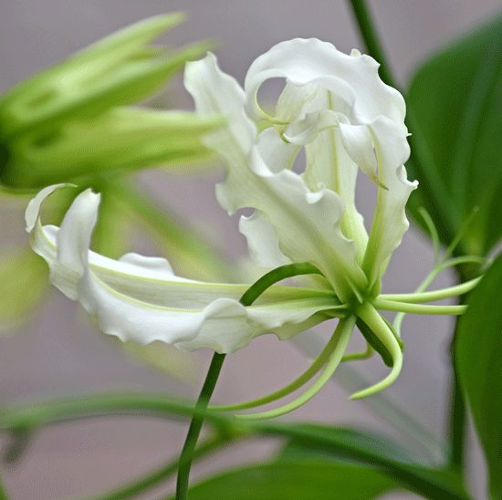 Gloriosa Pearl White