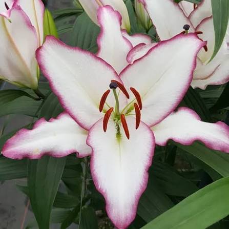 !! Anniversary Promo !! Lilium TheEdge