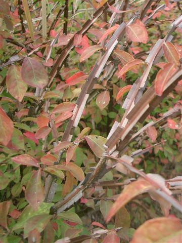 Euonymus alatus 錦木 (Autumn Colour) (120cm)