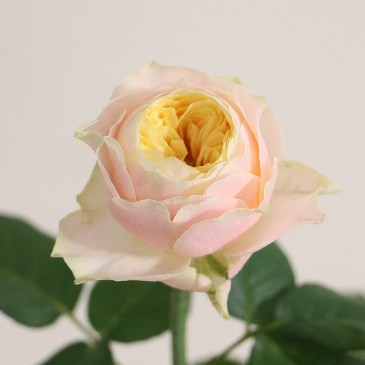 St. Petersburg! (秀 60 cm)