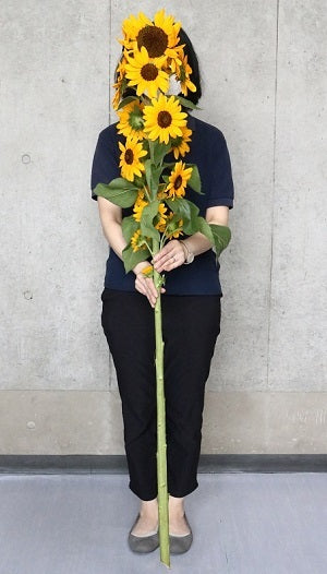 Helianthus Concert Bell (150cm)