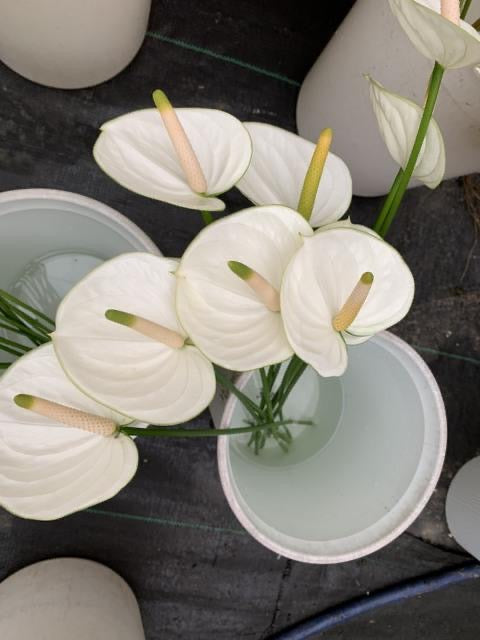 Anthurium Snowy