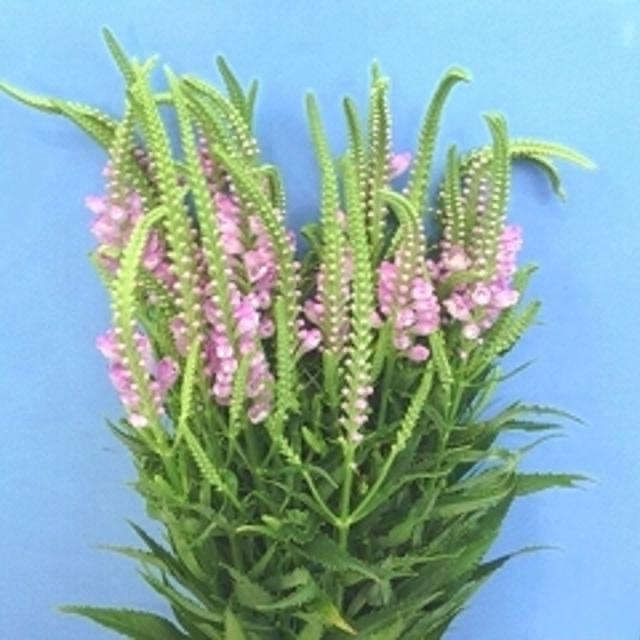 Physostegia Virginiana Pink (75cm)