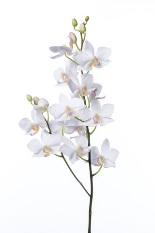 Phalaenopsis aphrodite なごり雪 (60cm)