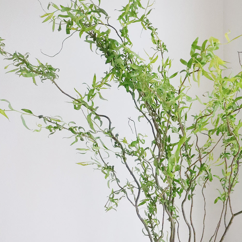 Salix matsudana Tortuosa 雲竜柳 (120cm)