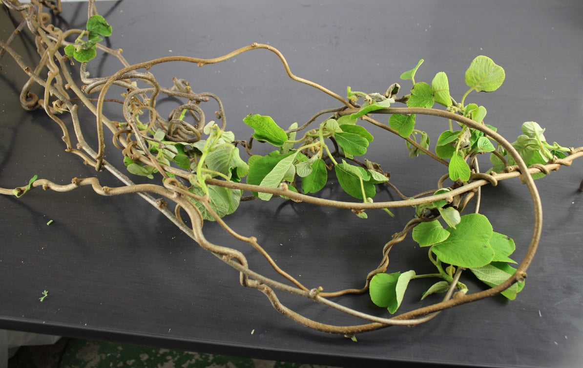Actinidia deliciosa Kiwi Vine (150cm)