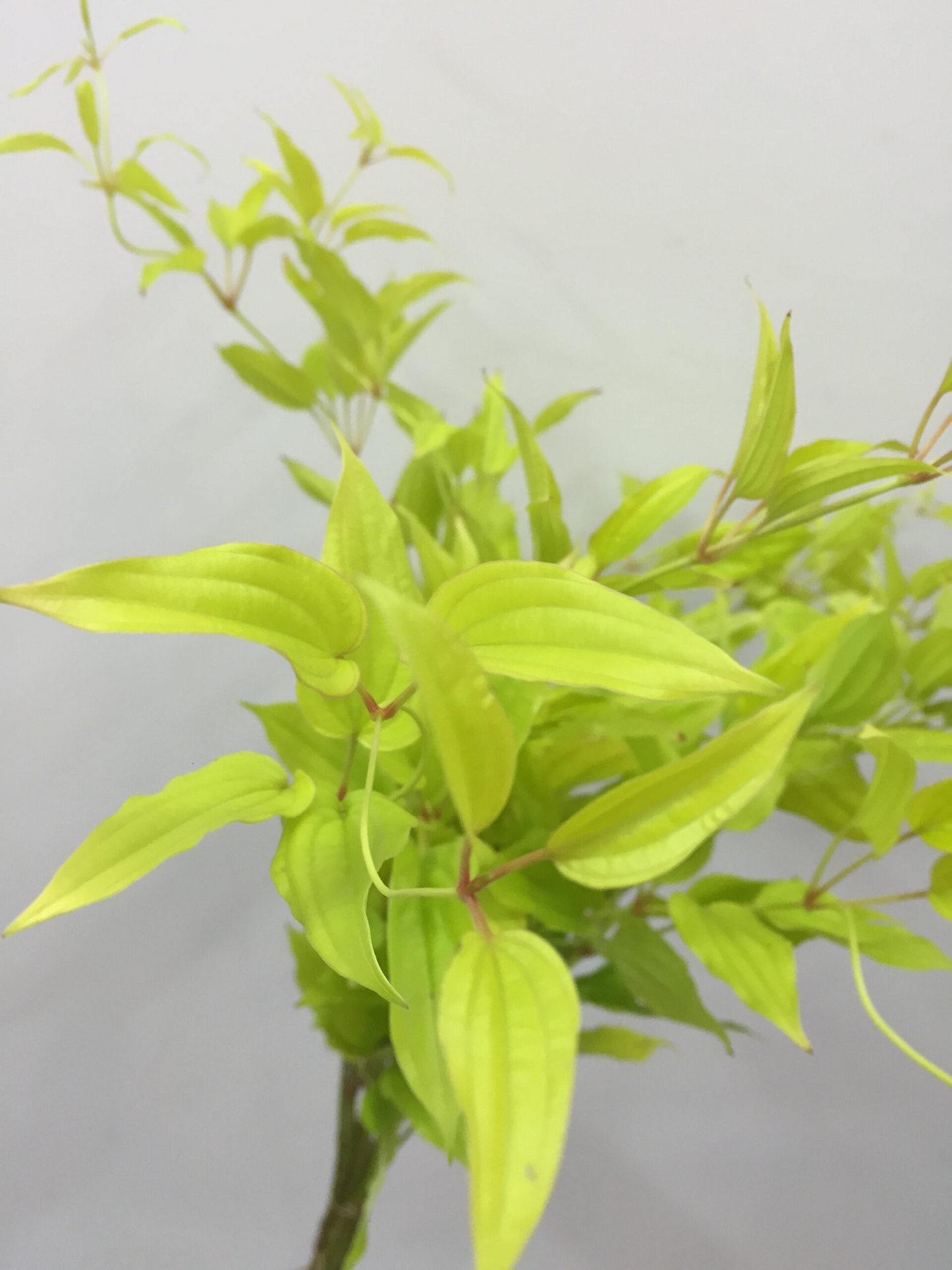 Stemona Japonica 利休草 来夢 (70cm)