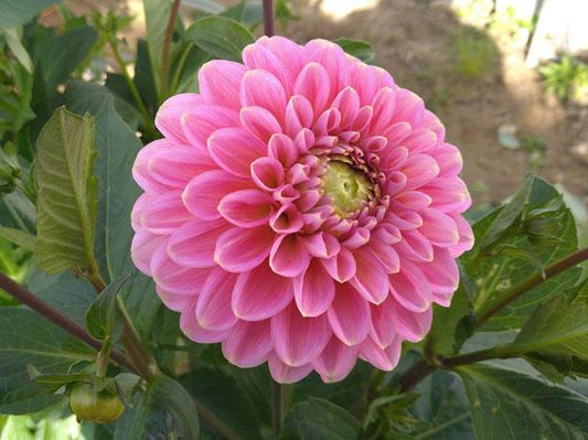 *Recommed* Dahlia Hot Pink Othello (50cm   hd size ~5cm)