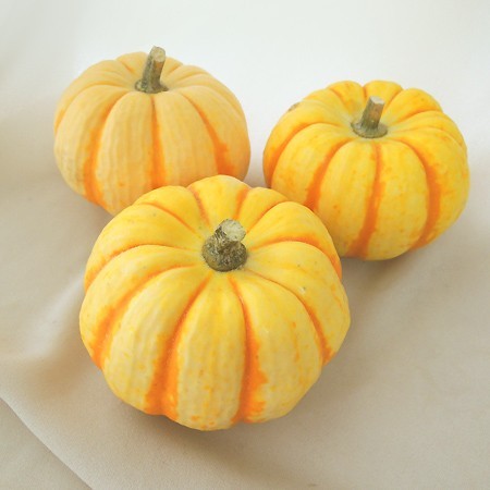 Cucurbita moschata (Pumpkin) Puttini