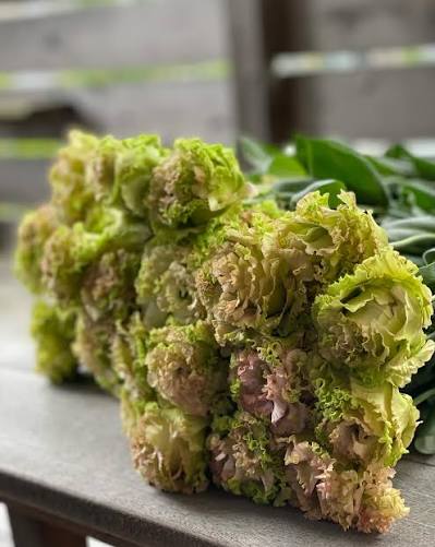 Eustoma NF Moss (1F)