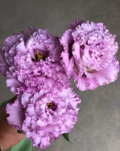 Eustoma NF Summer Grape (1P)