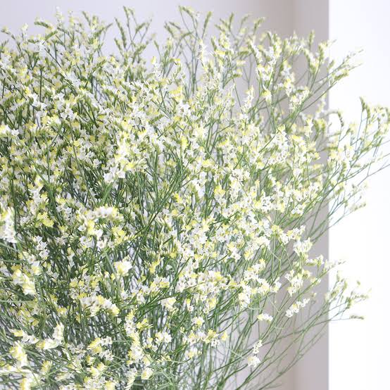Statice (Limonium sinuatum) Kino Bloom (80cm)