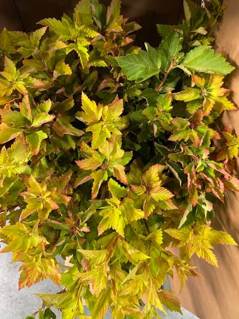 Physocarpus Luteus (80cm)
