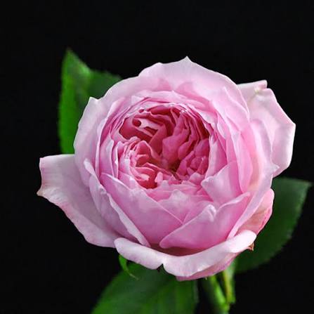 和薔薇!! 新入荷!! 京 Miyako (30-40cm)