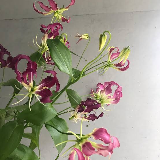 Gloriosa Shikibu