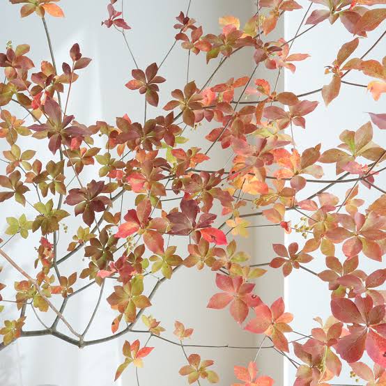 Enkianthus (80 cm) (Autumn Leaves)